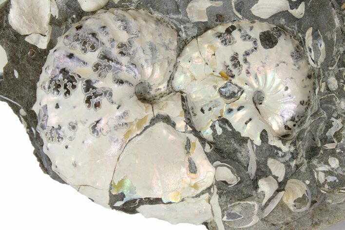 Two Iridescent Fossil Ammonites (Discoscaphites) - South Dakota #137288